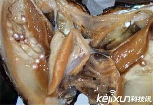 吃生蚝可以吃珍珠瓜吗,珍珠瓜的完美搭配探索