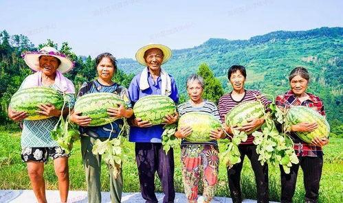 福寿瓜咋吃呀,福寿瓜的多样食法探索