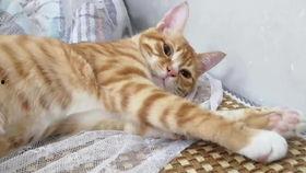 吃瓜猫橘猫,揭秘猫咪界的“网红”现象