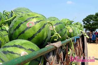 吃瓜人才组复健基地,吃瓜人才组复健基地的温馨之旅