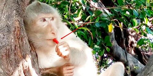 小品猴子吃瓜台词,一场爆笑的智慧较量