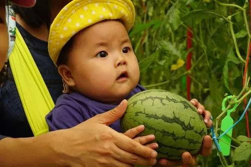 何娃娃吃瓜群,揭秘娱乐圈幕后故事