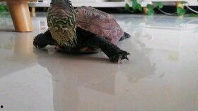 乌龟可以吃瓜蛆,瓜蛆变美味佳肴