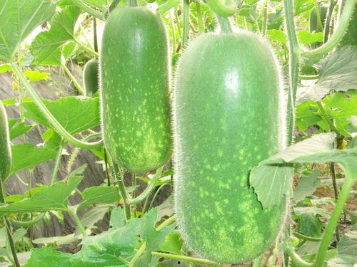 几月龄吃银瓜,几月龄开始享用银瓜营养美味”