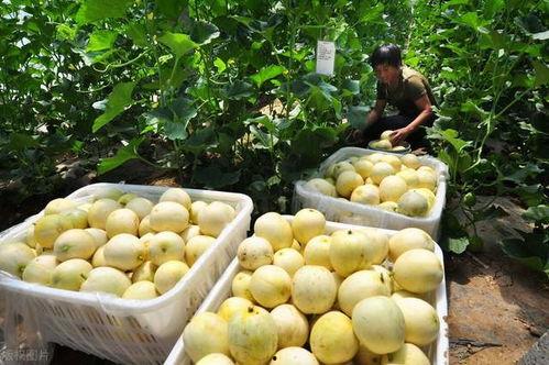 面瓜甜瓜老人吃,老年人的健康美味选择