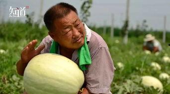 河北姐弟门吃瓜