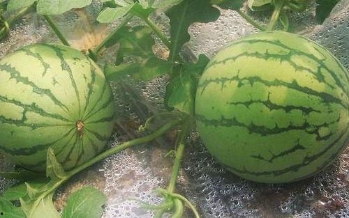 吃捧瓜好吗?,捧瓜文化背后的社会心理