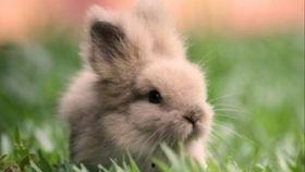 兔子与恶魔吃瓜