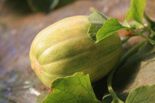 咳嗽可以吃京瓜,缓解咳嗽的天然良药