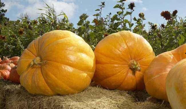 兰瓜婴儿可以吃吗