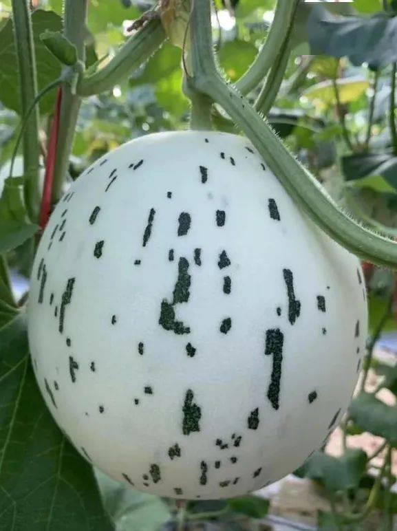 吃瓜没有扣子,揭秘娱乐圈幕后真相