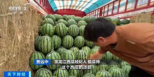 为什么要钱吃瓜,金钱与娱乐的交织现象解析